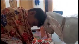 Goat playing with Little boy with a happy mode and enjoy too much