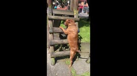Pup Just Wants to Play on Playground