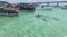 Hammerhead Sharks Swarm Alabama Boaters
