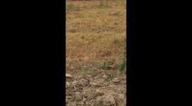 Scary birds caught on camera