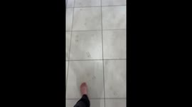 Dirty Doggy Dives Into Duvet