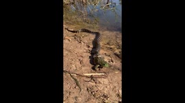 Snake Attempts to Eat Frog