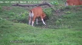 Clever 'red cow' uses bush to scratch its head