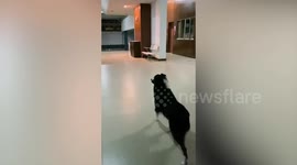 Adorable Border Collie dog jumps and barks in joy after seeing owner again