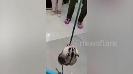 Cute sugar gliders compete in climbing race