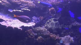 Sea urchins surviving severe epidemic on exhibit in Israel