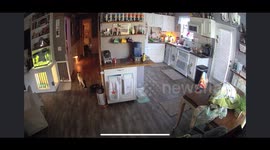Dog Sneaks Dinner Off Kitchen Counter