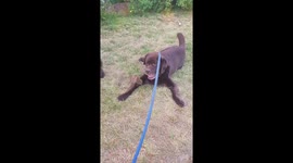 Two happy brown labrador best friends in Germany cuddling on grass while playing.
