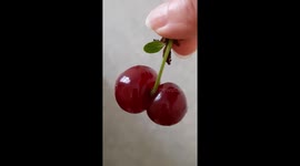 Nature's Uniqueness - Conjoined Cherries on One Stem