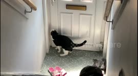 Cat pretends he’s a postman