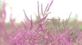 A visit to a green community in China's largest desert