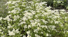 Bees fetching Honey- Nature videos -Iphone 4k vedios