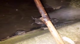 Listen to these frogs that sound like a huge herd of cows mooing