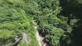 Ancient hornbeam trees found in N China