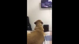 Chester boy watching tv