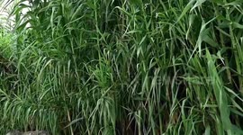 Tanzanian official expects more cooperation with China in Juncao technology