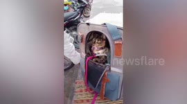 Grumpy pet 'thug cat' swats at passer-by trying to befriend it