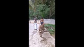 A Priest feeding the cow with great affection and with true love