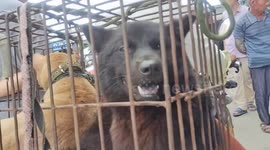 Distressing scene as canines caged up ahead of Yulin dog meat festival in China