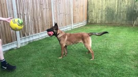 Dog trying to improve on his header skills to become the best goalkeeper