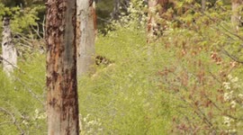 Bears spotted by hikers In Yosemite National Park, California
