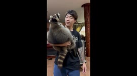 Guy Cuddles Big  Adorable Raccoon
