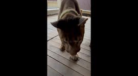 RC Car Delivers Meat to Puma