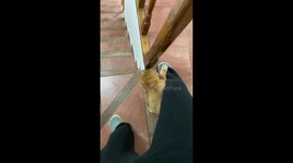 Puppy Sticks To Owner Like Glue