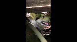 Our Alaskan Malamute decided to do some extreme digging to create her own summer wolf den in our garden to keep cool