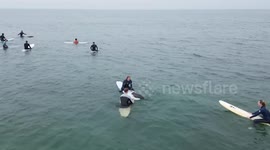 Baby seal climbs onto surfers's boards off California coast