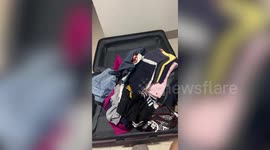 Gloomy pet Golden Retriever sits under chair while watching owner pack bag