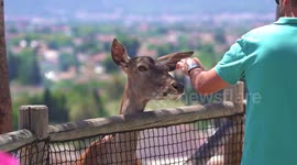 An eagle train on falconry land on a woman's arm by surprise