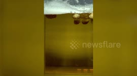 Boffins conduct study - on why peanuts dance around in beer