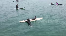 NEW FOOTAGE: Baby seal climbs onto surfers's boards off California coast