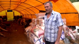 Sacrificial animals become financial burden for Turks as Eid al-Adha approaches