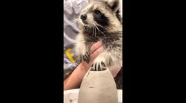 Raccoon becomes 'artist' for one day and ventures into pottery world