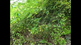 A Snake-Catching Professional