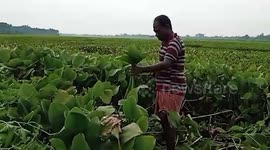 Engineer uses water hyacinths to make sarees in Santipur, West Bengal, India