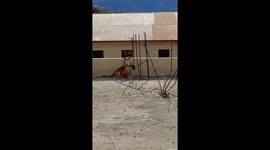 My mave will going to be pragnant very soon she is in good mood too.