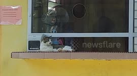 This cat temporarily replaces the residential security guard job