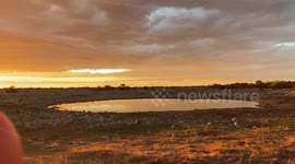 Swarming Red-billed Quealea birds at the Okaukuejo Waterhole, Etosha National Park, Namibia