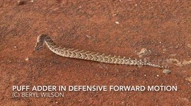 Large adult Puff Adder snake in forward motion in a defensive mode.