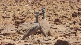 Rüppell's Korhaan (Eupodotis rueppellii), also known as Rüppell's bustard engaged in a mating duet.