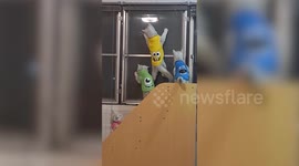 Curious pet kittens watch lizards mating on mesh window screen while devouring moth