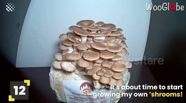 6 Minutes of Oddly Satisfying Moments