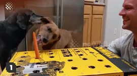 Pets are Unimpressed