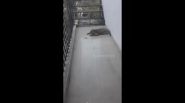 3 Monkey play with each other in the balcony of my corporate office.
