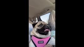 Adorable Pug Makes Little Howls In Car