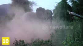 Top 10 Animals Protecting Their Own