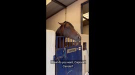 Capicua the Horse Really Likes Carrots